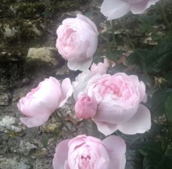 heartzjpg's tweet image. 