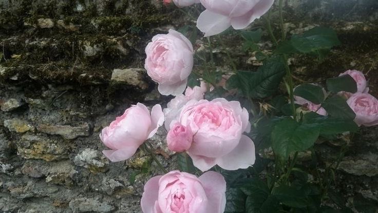 heartzjpg's tweet image. 