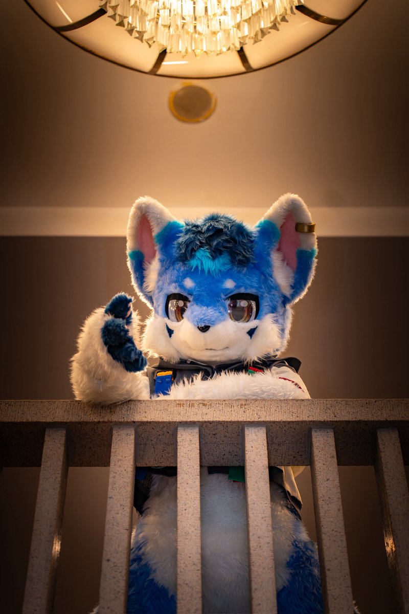 橙色噬元兽🔜Hifurry tweet media