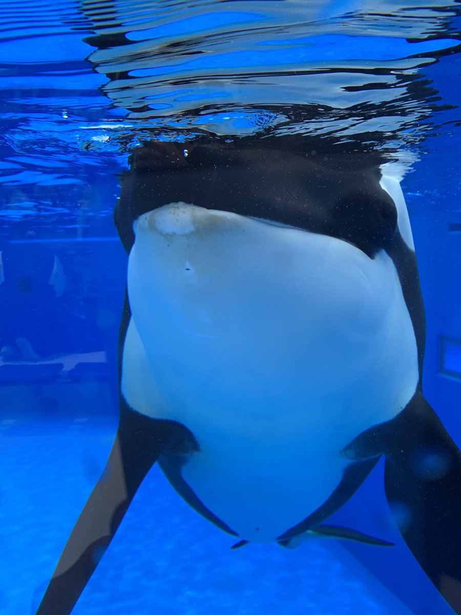 別に特段好きって訳でもないけどシャチと鳥の本が多い天ちゃんの本棚