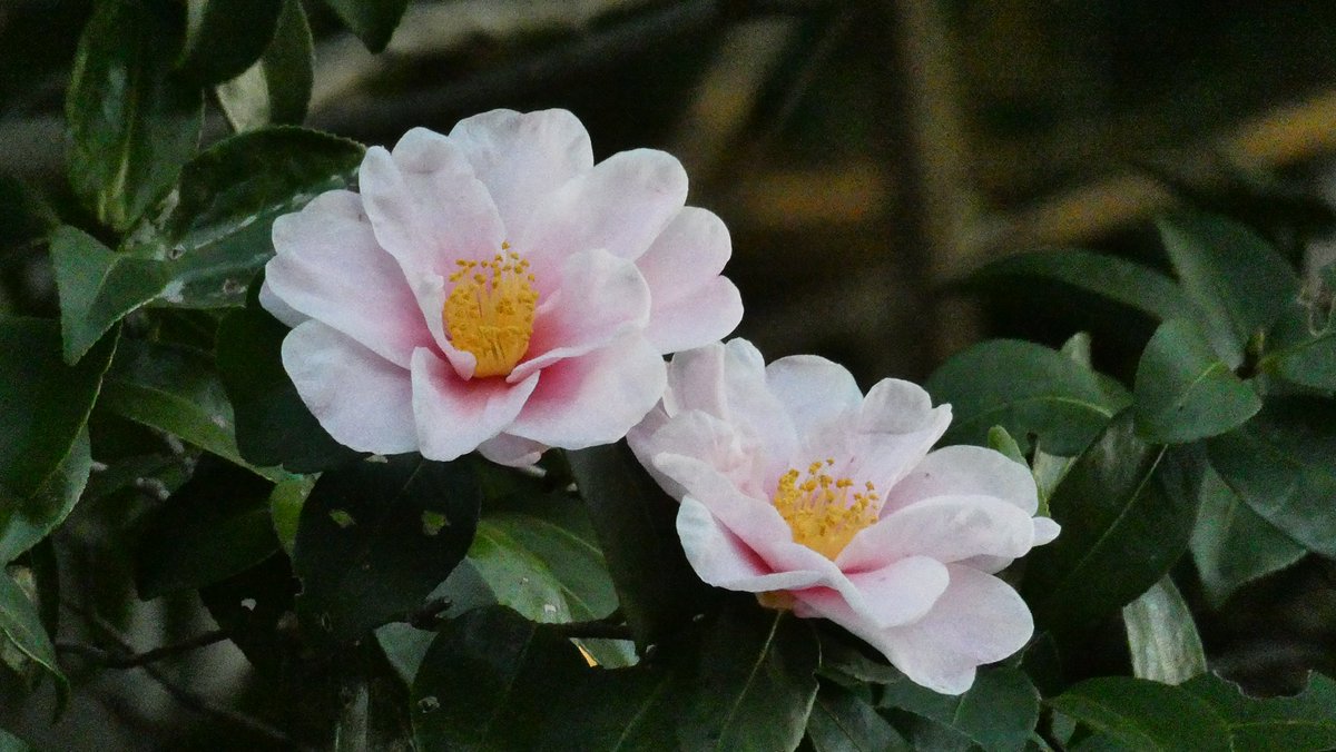 hanamama (@hanamama_123) / Posts / X