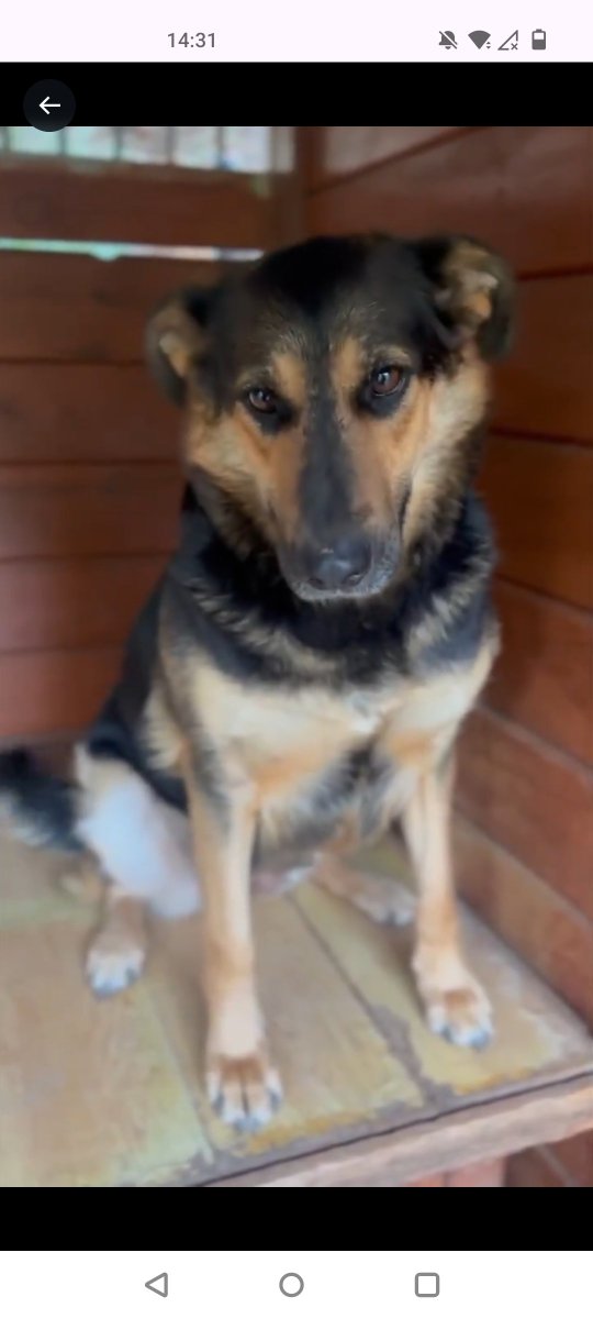 GWIAZDKA❤️🐕💔🆘Kto podaruje Jej gwiazdkę z nieba?????💓💓💓💓💓💓💓💓💓💓💓