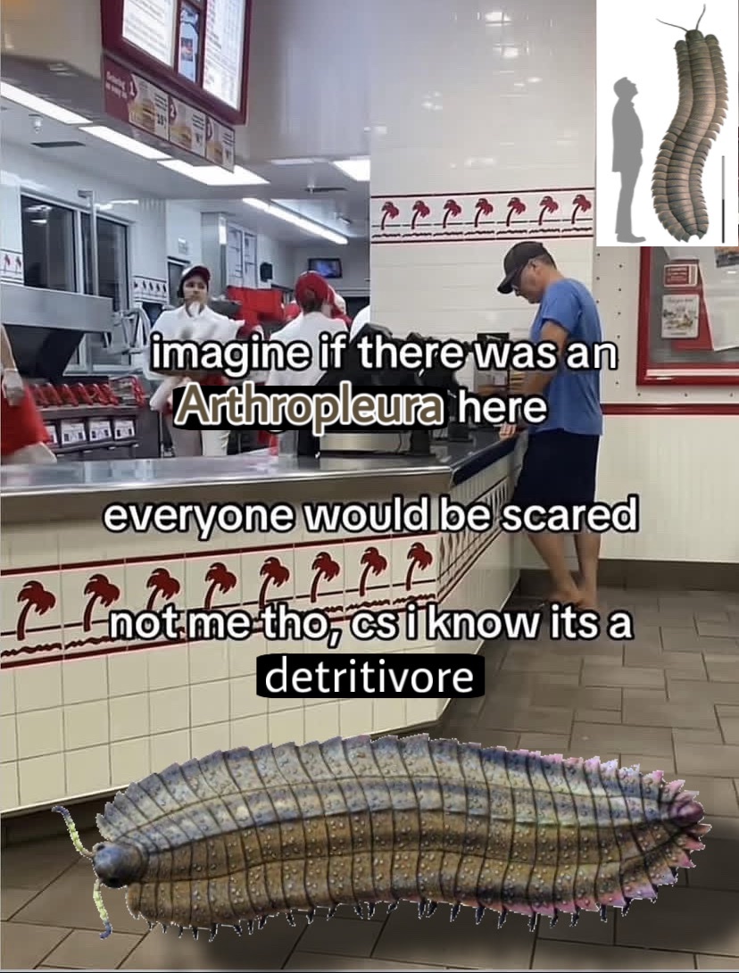 shadoo🪲🇵🇸(silly creature enjoyer) (@shadoocreature) on Twitter photo 