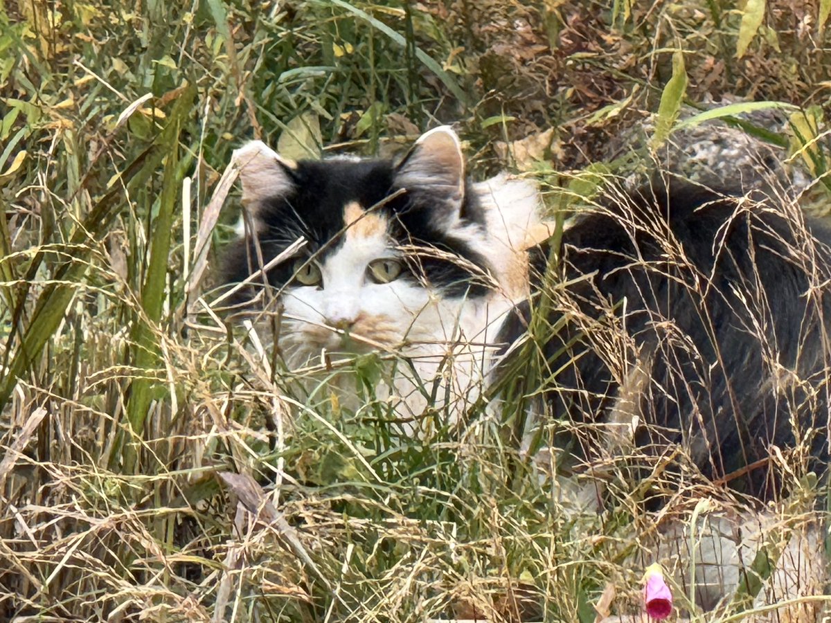 ネコ Post by motohiko sakaguti on X: ネコ🐱