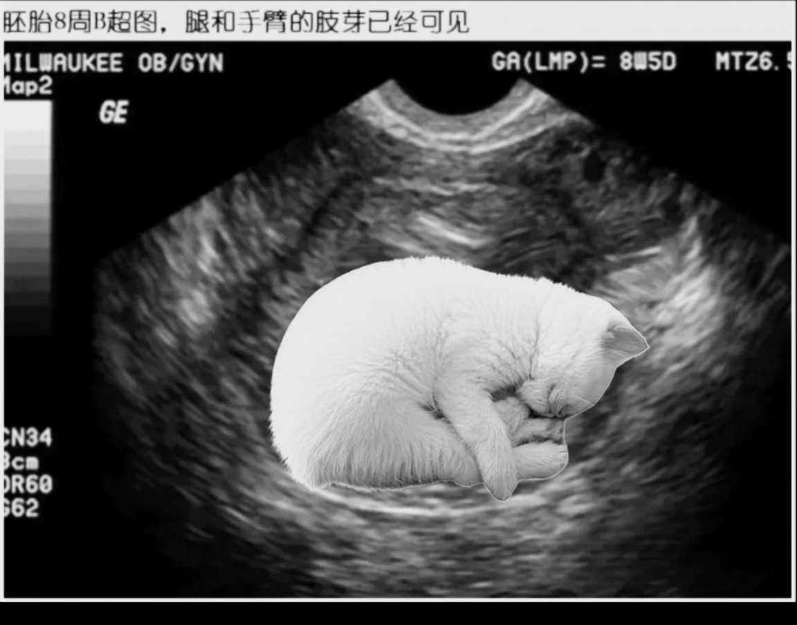 Coldbreww0's tweet photo. 恭喜这位英雄母亲🍼小猪猫紫菜包饭就是小福亲生的孩子🐽
🍡:很多人质疑我的猫不是我亲生的,还好当时的B超图还留着,没必要开玩笑,谣言止于智者!你们没见过,不代表世界上没有!你们不能生,不代表别人不能生!
#ffolky #Kimbab https://t.co/jFefjs7PkB
