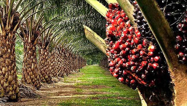 MSCORETOSHI01's tweet photo. "Building Katsina’s Future through Modern Date Palm Farming”

Katsina State Economics and Investment  Vision 2030
 Gwamnatin Jihar Katsina ta yi duba da wannan rubutu domin bunkasa noma da kiwo mataki ne mai nuna hangen nesa, jajircewa, da niyyar gina tattalin arziki mai dorewa. https://t.co/mZjT5aM3sA