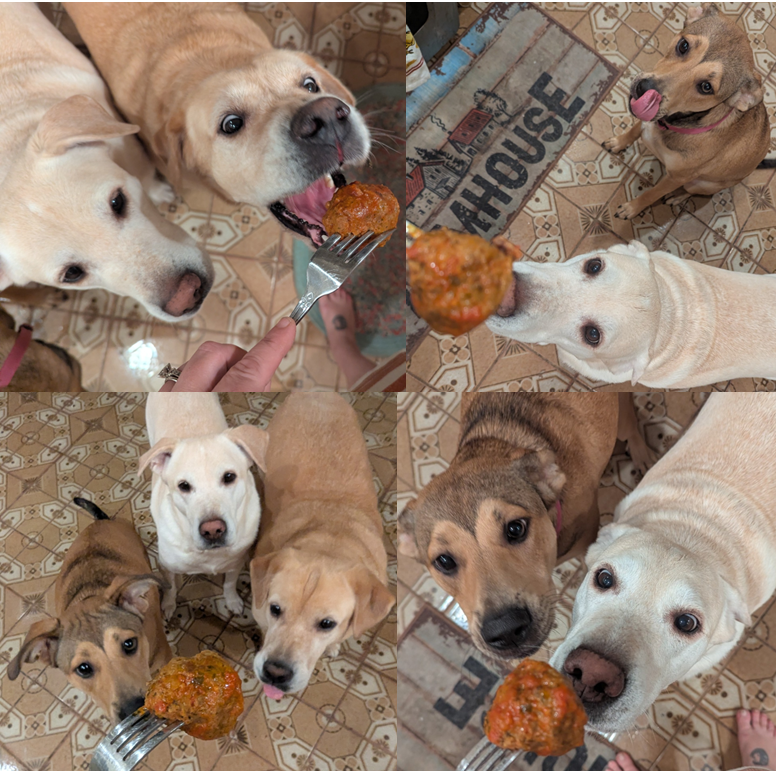 DogsRAngels1's tweet photo. Today we honor our beloved pal, @CanadianPenny1    
In true Penny fashion, we are celebrating the only way she’d want… with meatballs. 🥹🍝
Here’s to Penny — meatball enthusiast, professional side-eye-er, and forever our girl. 🇨🇦🤍
#MeatballsforCanadianPenny #Dogsoftwitter https://t.co/VggNCn93yJ