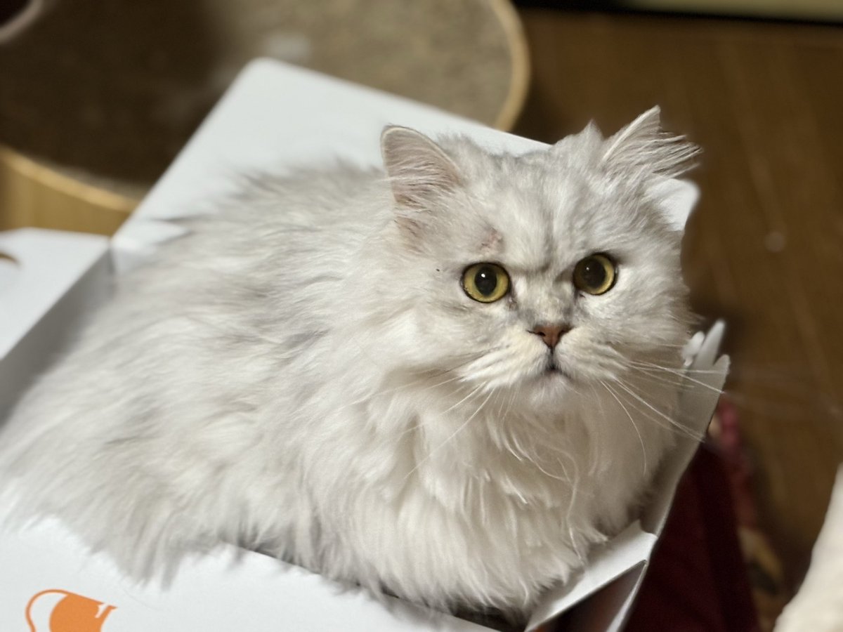 またまた箱に入りたい蘭ちゃん🐱 今日はAmazonから色んなフードの