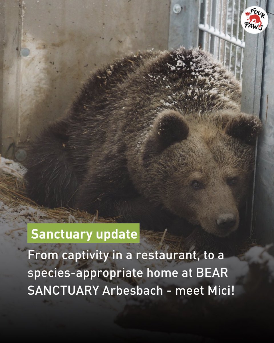 FOURPAWSUK's tweet photo. Two weeks ago, Mici’s life changed forever! 🐻
Rescued from captivity at a restaurant near Bled, Slovenia, she arrived safely at BEAR SANCTUARY Arbesbach, and now, she finally has the chance to live the life she truly deserves. 💚 https://t.co/tMNotWTXxQ