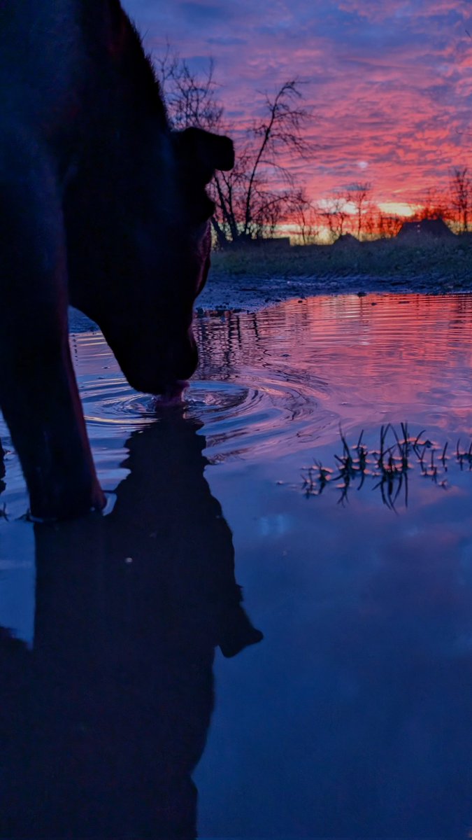 Песик попив неба.