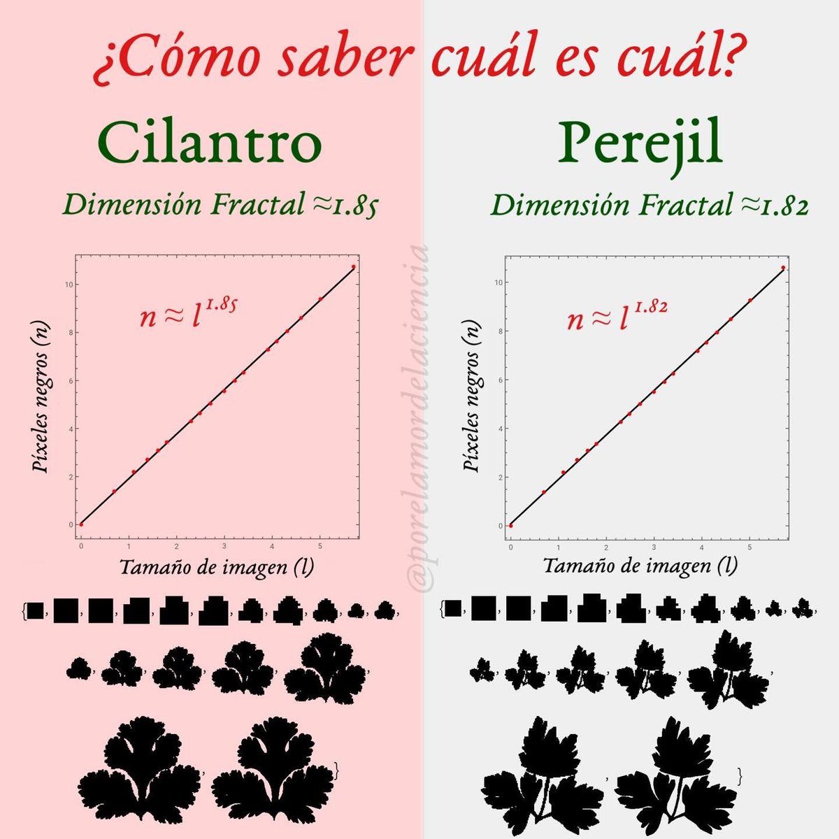 #ShortsofMaths 

Si en el mercado te confundes entre cilantro y perejil, siempre puedes medir su dimensión fractal: la del cilantro es mayor que la del perejil.

PD 
Nunca salgas al mercado sin una cuadrícula para hacer  mediciones fractales. Nunca se sabe cuando la necesitarás.