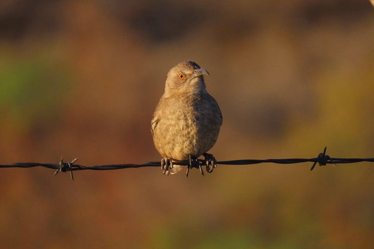 Curve-billed Thrasher