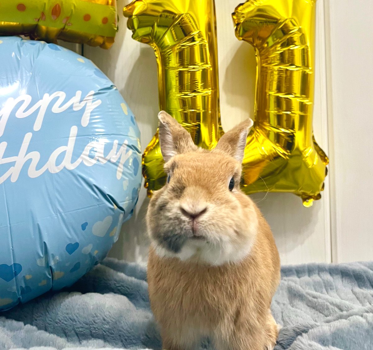 よっちぇく&きんむぎ tweet media