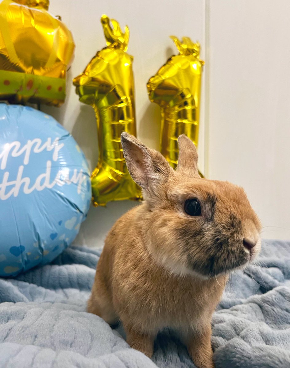 よっちぇく&きんむぎ tweet media