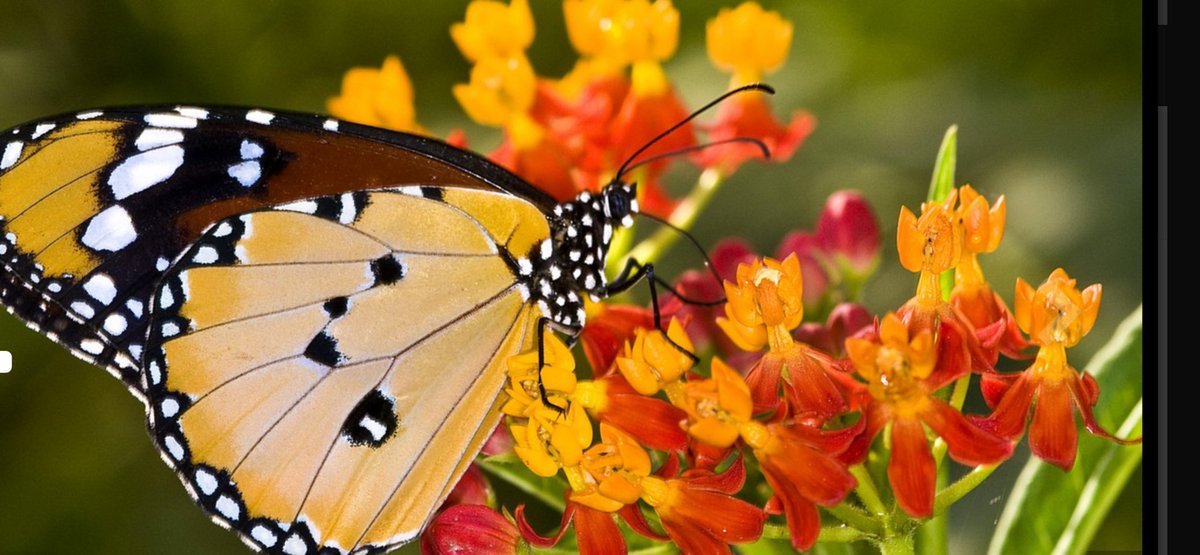 You are always where your thoughts are; make sure your thoughts are where you want to be… 🦋🦋🦋🦋🦋