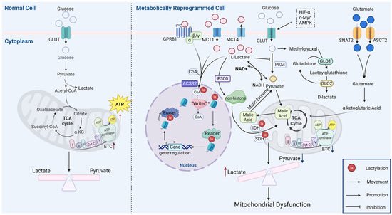 The paper of the day. 

If you really want to learn about Lactate and its role as regulator of genes expression, this is a good reference. 

mdpi.com/1422-0067/26/1…