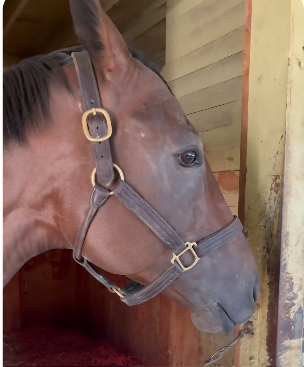 upbackracing's tweet image. 🚨 UNCLE JIM IS BACK! 🚨
 in today’s 4th at the Big A and we’re ready to rol! 🔥🔥

@depazracing has him ready, cutting back in distance with @jockeyfranco in the irons.
GOOD LUCK to all our partners including our friends at MicDuff &amp;amp; @LibertyHRacing! 💥🏇