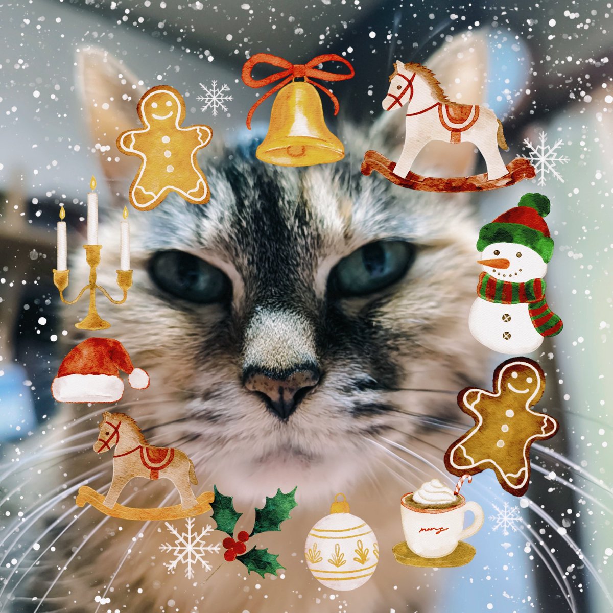 🎄🎁🎅🌟🔔🎄🎁🎅🌟🔔 ぬーん( ฅ ￣ω ￣ ฅ ) #猫好きさんと繋がりたい