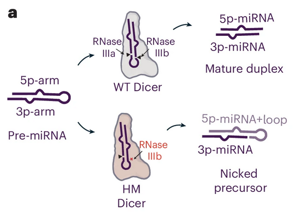 laixinking's tweet image. The latest research from Guo's lab at @theNCI shows that one hotspot mutation in #DICER1's RNase IIIb can lead to loss and gain of function 5p-miRNA and the gain of function of 3p-miRNA.
rdcu.be/eUxiq