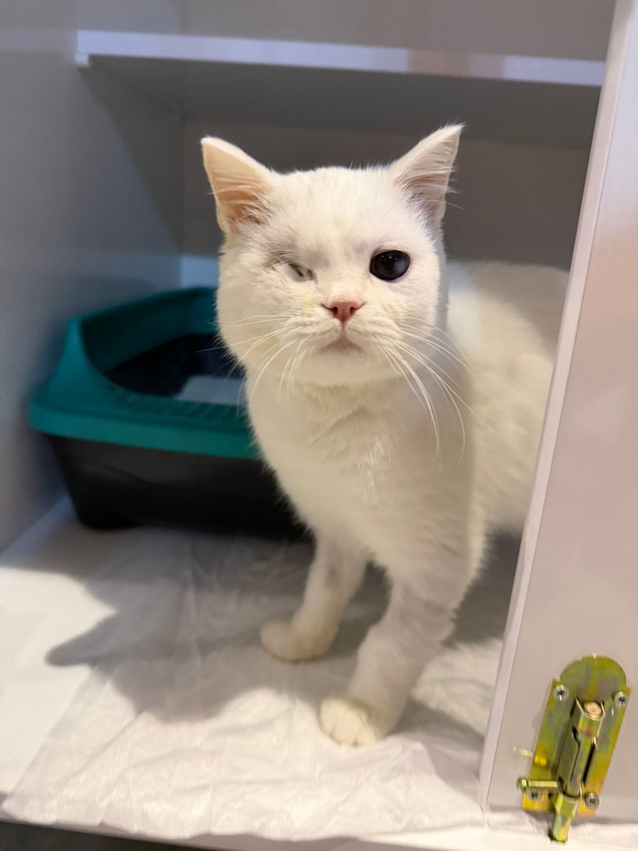 Ben sütlaç 
3 ay önce hatay barınağında çok kötü haldeyken gönüllüler tarafından kurtarıldım. Sahibim beni barınağa terkettiği için bir gözümden ve sağlığımdan oldum.. 3 aydır klinikte kalıyorum. İyileştim artık güzel bir yuva bulmamız lazım🙏
Lütfen beni paylasır mısınız🙏