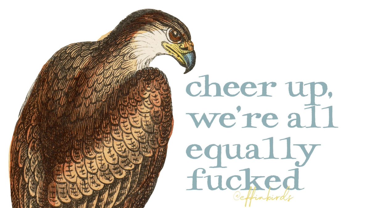 Effin' Birds (@effinbirds) on Twitter photo 