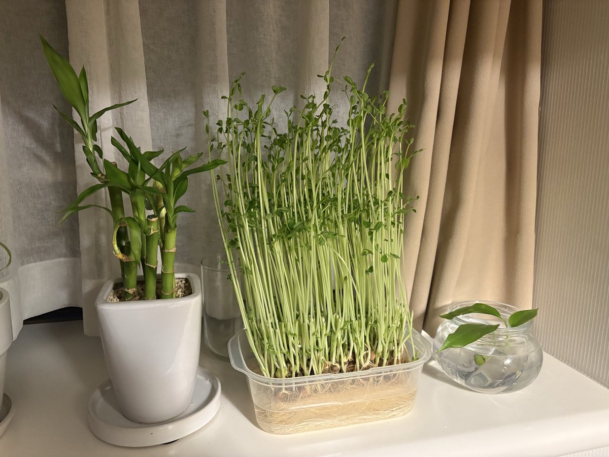 収穫する！そしてまた育てる！🌱