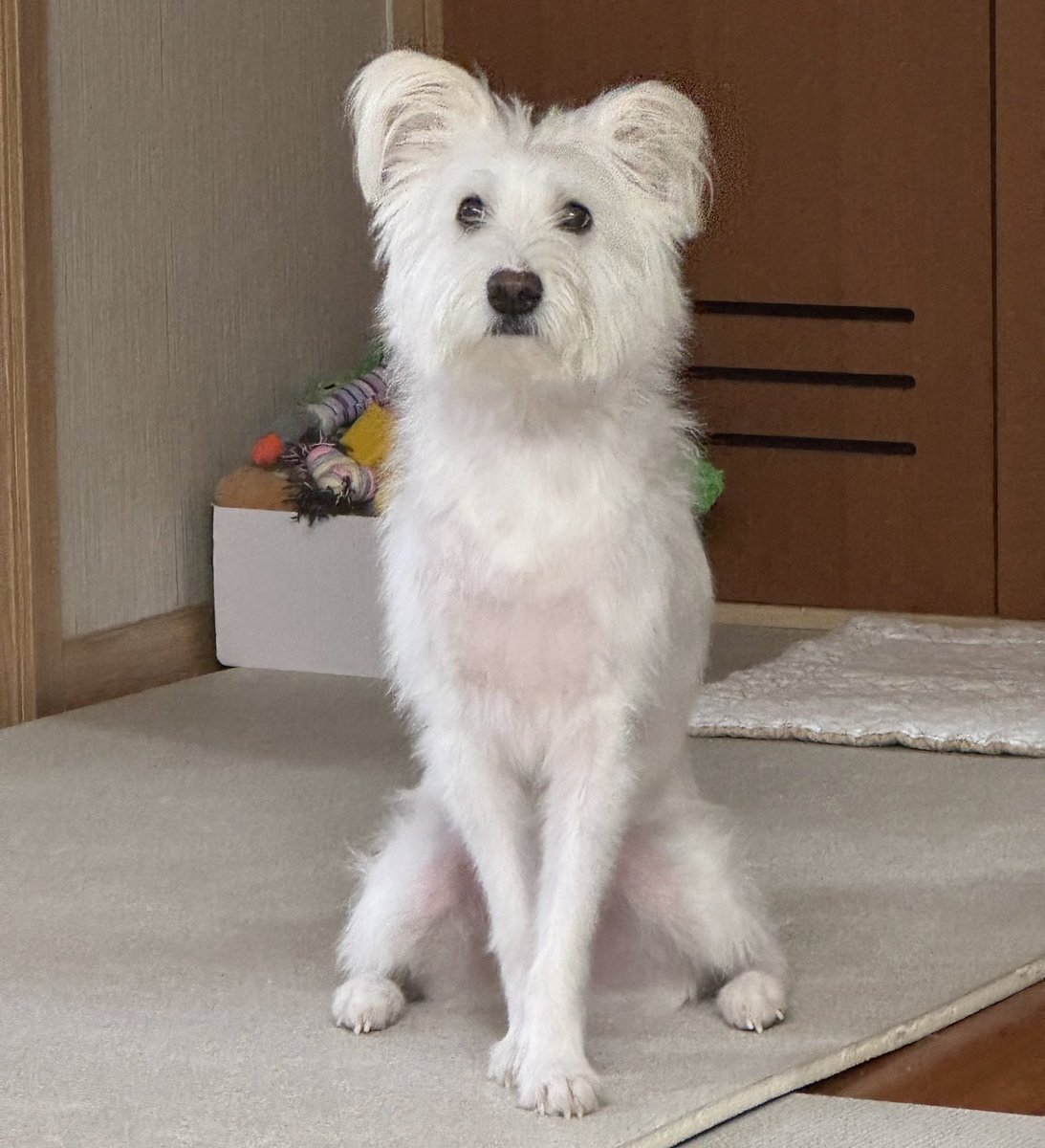 가슴에털없는개 앉은자세 굉장해