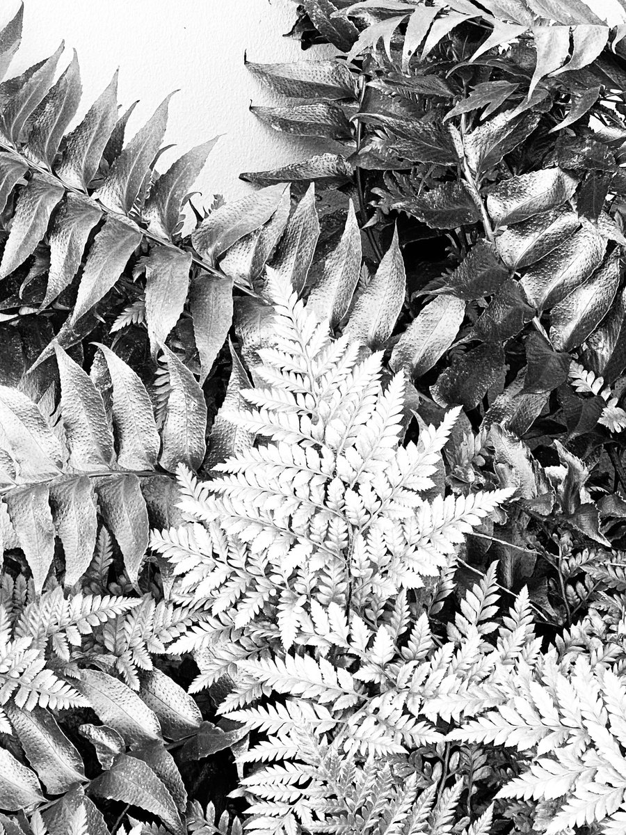 gatvolinthecity's tweet image. #leaves in #blackandwhite
