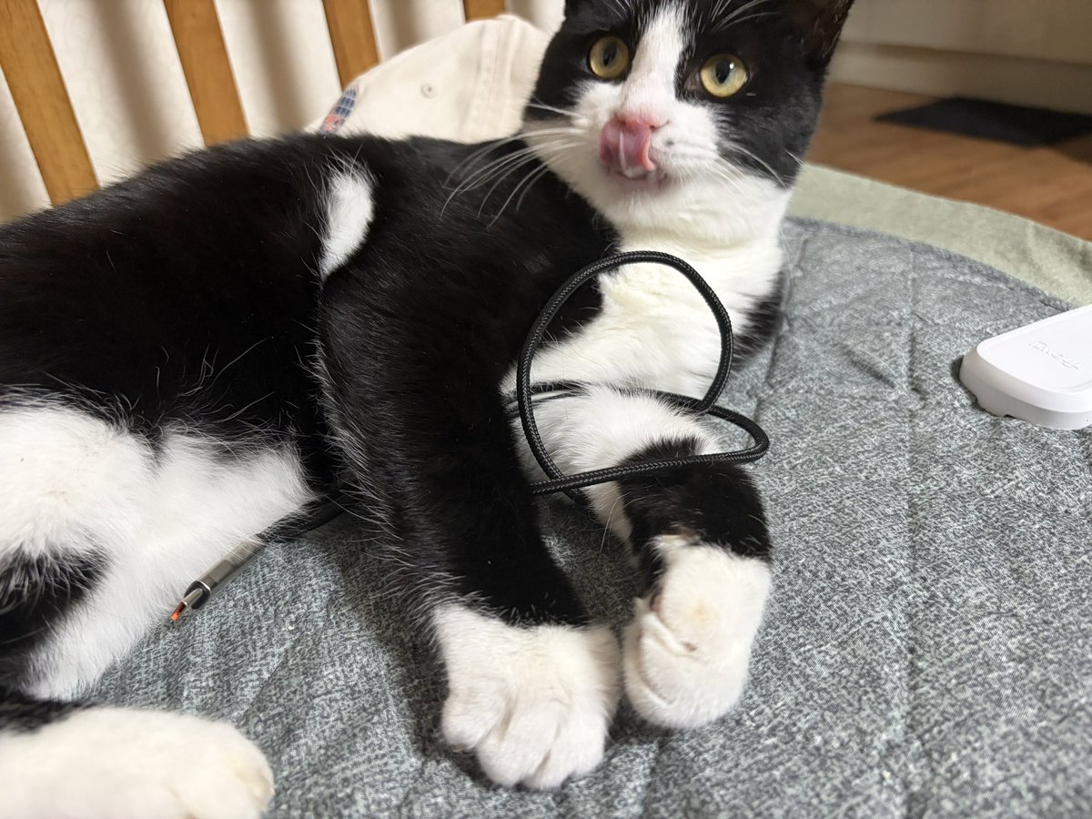 입양 문의가 없습니다. 가족 찾는 호시를 도와주세요.