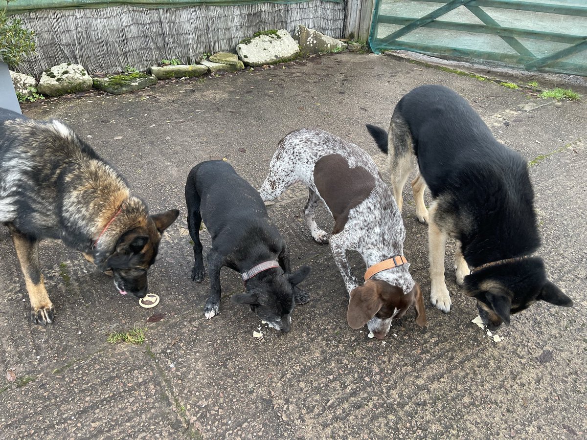 Retired Police Dog Stella the Staffie tweet media