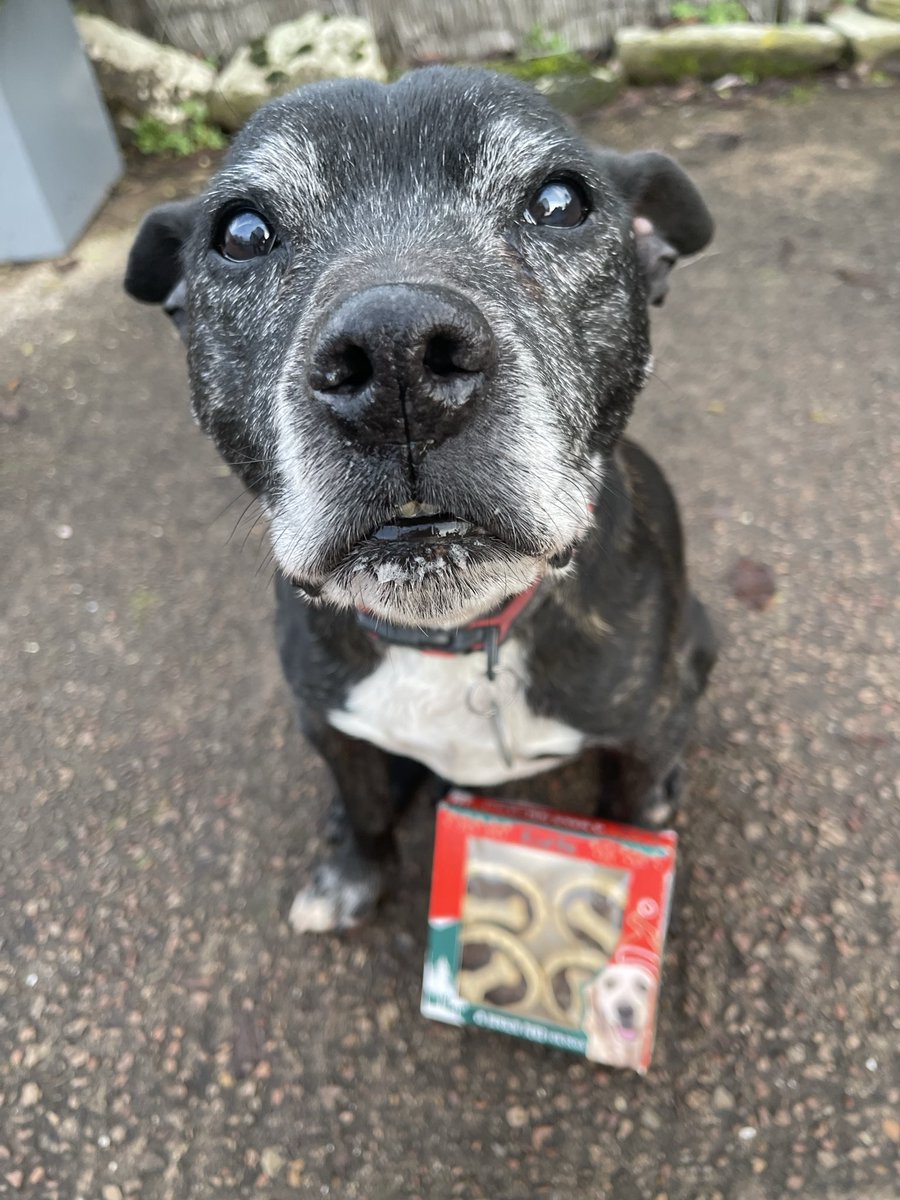 Retired Police Dog Stella the Staffie tweet media