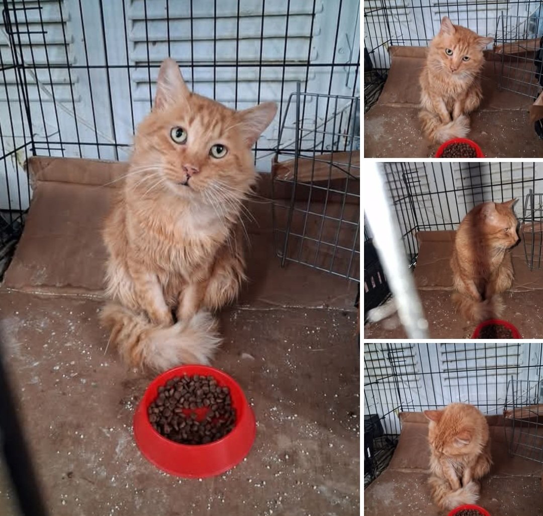 KatKatPt's tweet image. 🆘️🆘️🆘️
Αυτός ο φουντωτός γατουλης ψάχνει άμεσα σπίτι 
1 έτους με υπέροχο χαρακτήρα,στειρωμενος,εμβολιασμενος,που θέλει μόνο χάδια
Θα δοθεί με όλα τα νόμιμα
Rt 🙏 🙏 🙏