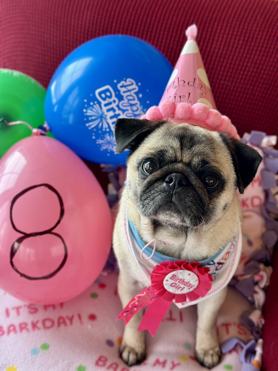 Edna the Pug & Angel Edie 🌈 tweet media