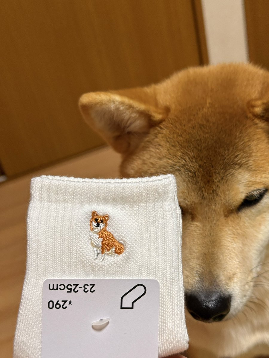 龍ちゃんズとよっちゃんみっちゃん (@ryuchan123bro) / Posts / X