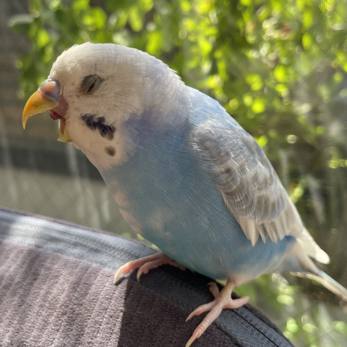 トリ (@44Baybird) / Posts / X