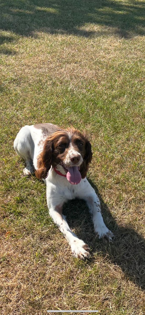 WMP Dog Unit tweet media