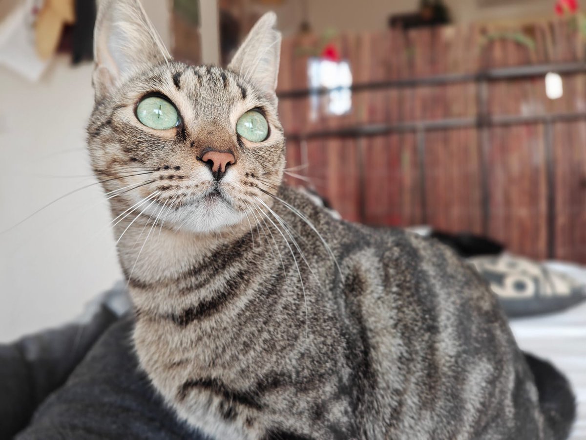 Lorrie  tiene unos ojos verdes que tiran p'atras😍

Esta monada de menos de un año es muy dulce y buena.

Ya la tenemos con todo el tema veterinario al día.

Le damos Un galo de #Navidad a Lorrie? Le damos un hogar?
#Valencia Silvia 635 12 78 55 

#AdoptaNoCompres #gatitos #gatos