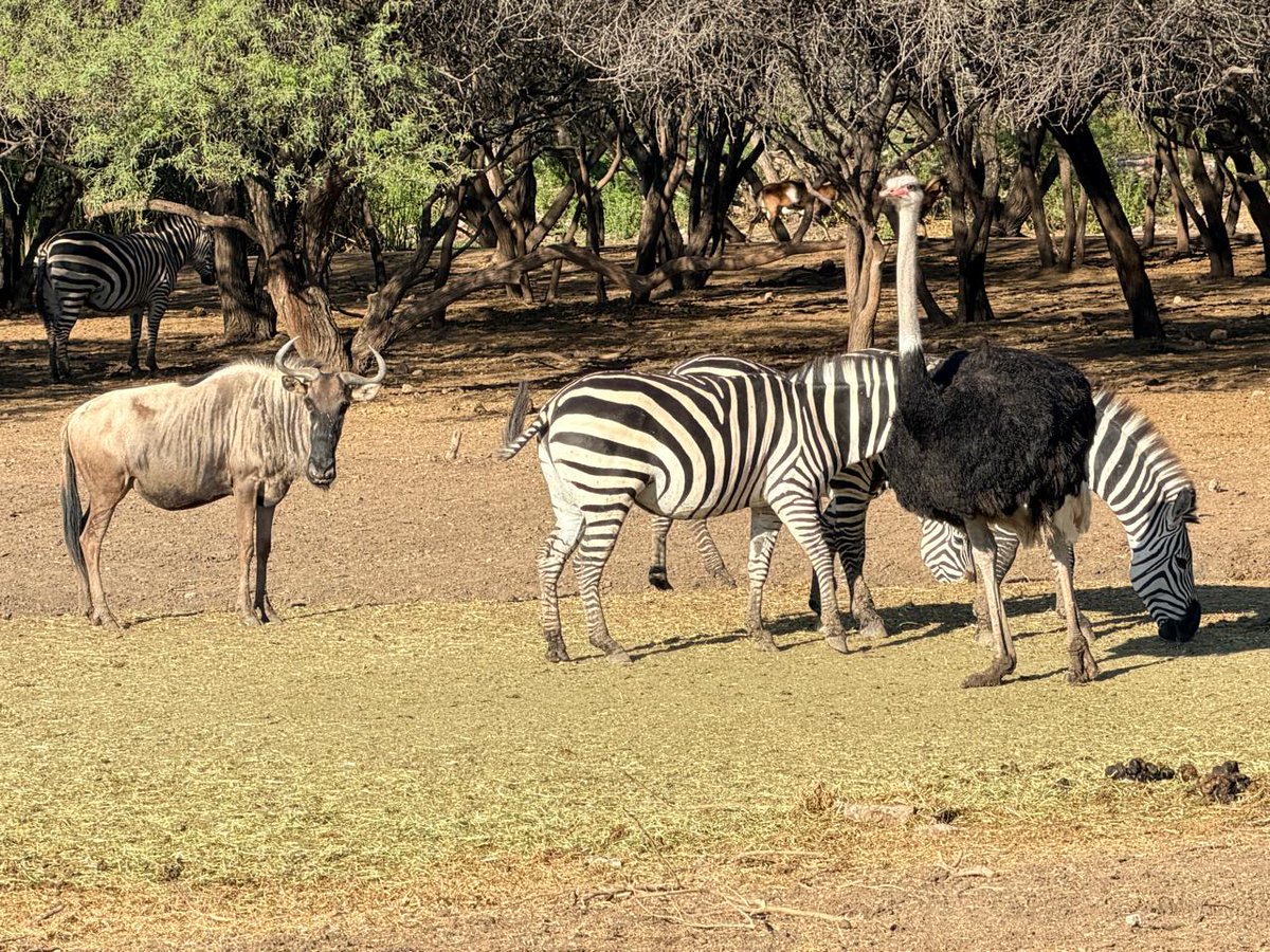 Secretaría del Ayuntamiento León tweet media