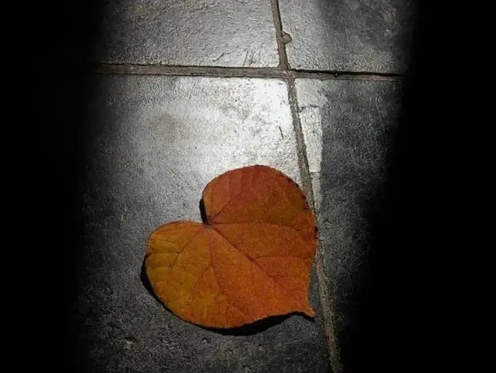 ﴿وما تسقط من ورقة إلا يعلمها﴾
فما بالك بأمرك وحالك؟ لا تنسى أنّ الله هو " مُدبِّر الأمر " و اختار بعلمه وحكمته أن يضعك في مواقف قد تراها... 💐🤍🕊