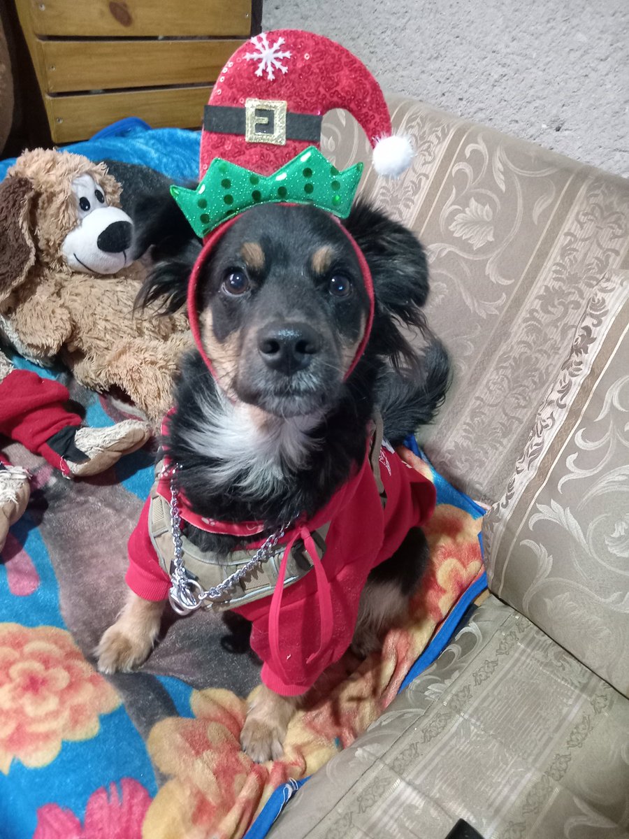 lindo_kiwi's tweet image. Amikos mis hermanitos les vienen a dejar su wishlist navideña, amazon.com.mx/hz/wishlist/ls… incluye cositas para su entrenamiento, cositas para la casa o para mis papás y para jugar un ratito,para nosotros ha sido un año un poco difícil porque mi papá por su edad no encuentra trabajo