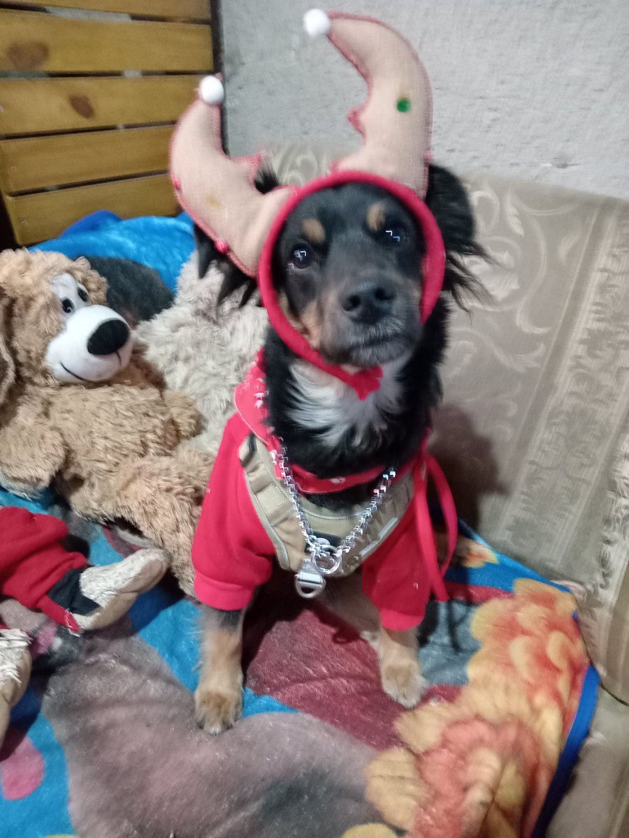 lindo_kiwi's tweet image. Amikos mis hermanitos les vienen a dejar su wishlist navideña, amazon.com.mx/hz/wishlist/ls… incluye cositas para su entrenamiento, cositas para la casa o para mis papás y para jugar un ratito,para nosotros ha sido un año un poco difícil porque mi papá por su edad no encuentra trabajo