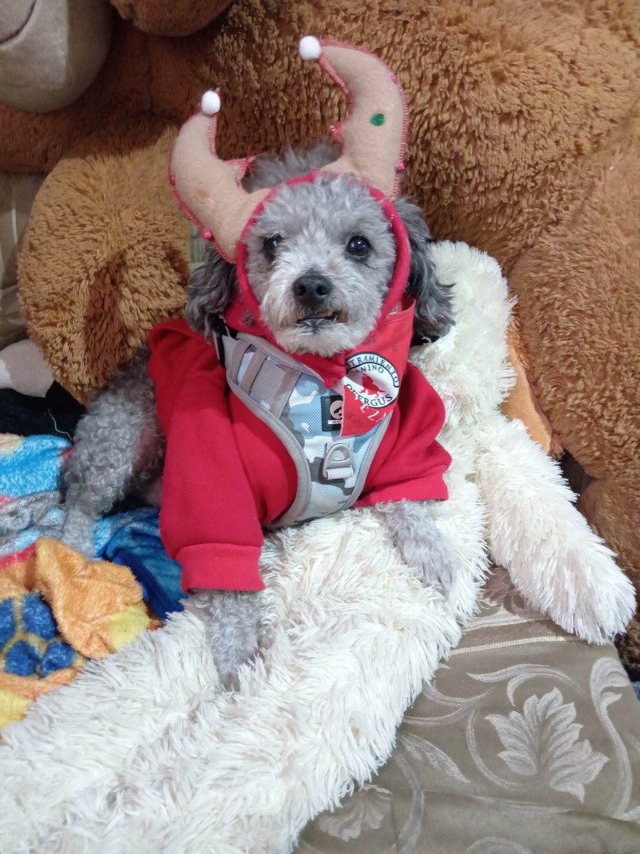 lindo_kiwi's tweet image. Amikos mis hermanitos les vienen a dejar su wishlist navideña, amazon.com.mx/hz/wishlist/ls… incluye cositas para su entrenamiento, cositas para la casa o para mis papás y para jugar un ratito,para nosotros ha sido un año un poco difícil porque mi papá por su edad no encuentra trabajo