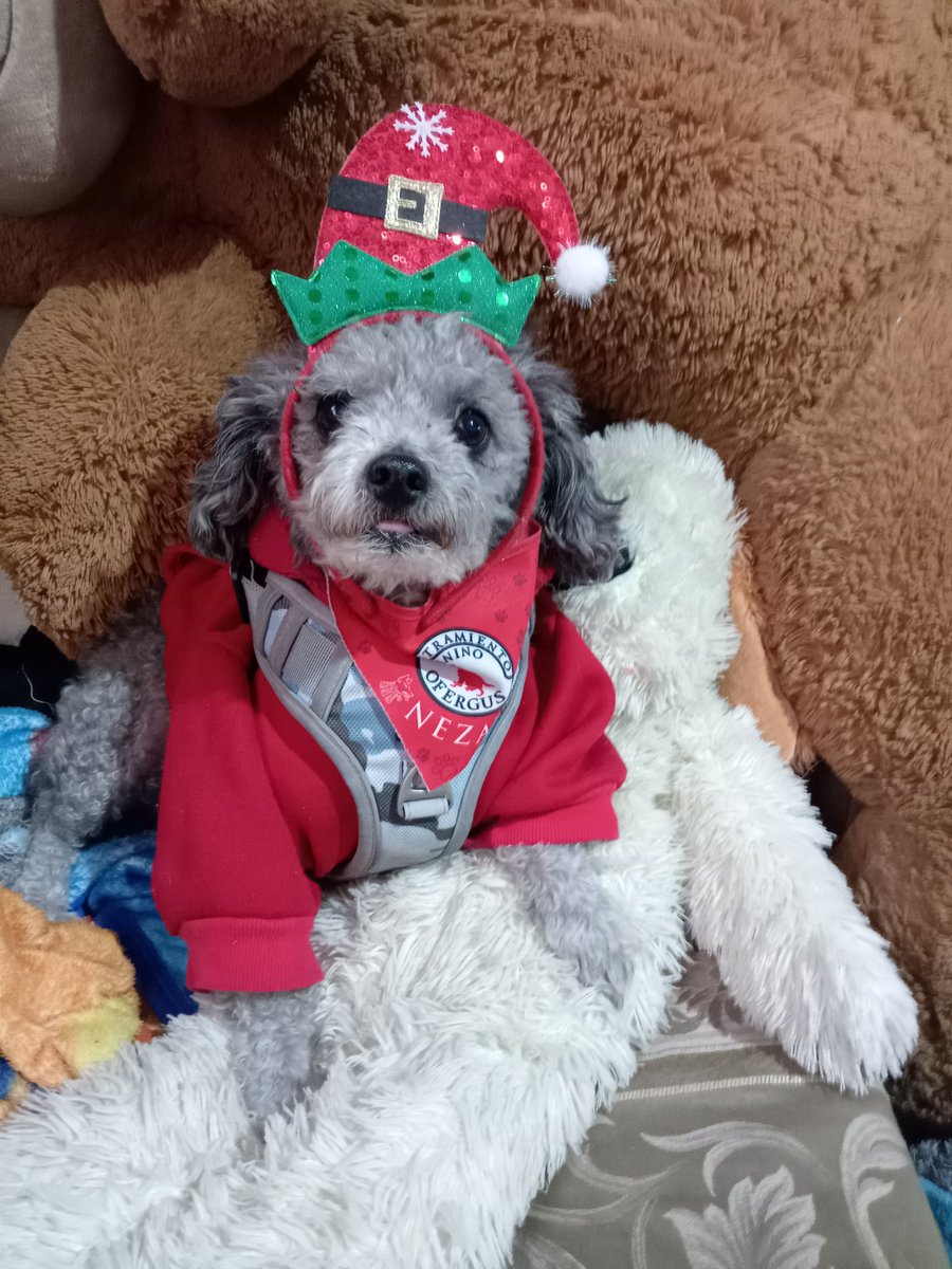 lindo_kiwi's tweet image. Amikos mis hermanitos les vienen a dejar su wishlist navideña, amazon.com.mx/hz/wishlist/ls… incluye cositas para su entrenamiento, cositas para la casa o para mis papás y para jugar un ratito,para nosotros ha sido un año un poco difícil porque mi papá por su edad no encuentra trabajo