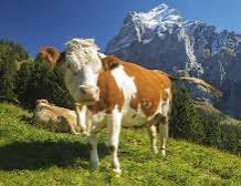 La dermatose nodulaire chez nos voisins suisses !
Pour avoir vécu en Suisse, je connais leur rigueur, leur sens de la prévention et leur principe de précaution placé au dessus de tout.
Pour autant en cas de dermatose nodulaire contagieuse la gestion est avant tout principalement