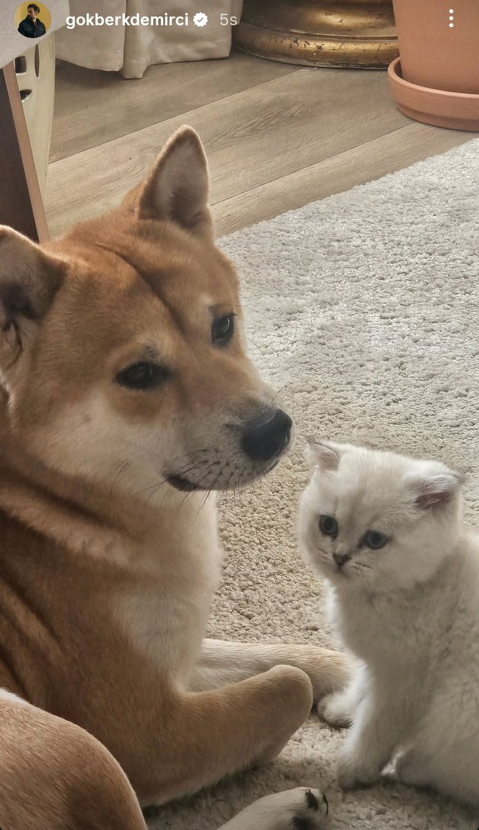 🐕‍🦺🐈🤩.

#GökberkDemirci