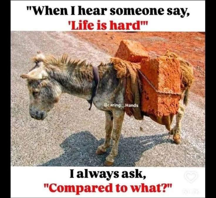 Joseph3Sengendo's tweet photo. Stop turning innocent animals into slaves. Animals were born free and have to be free https://t.co/noKhHVSNzz
