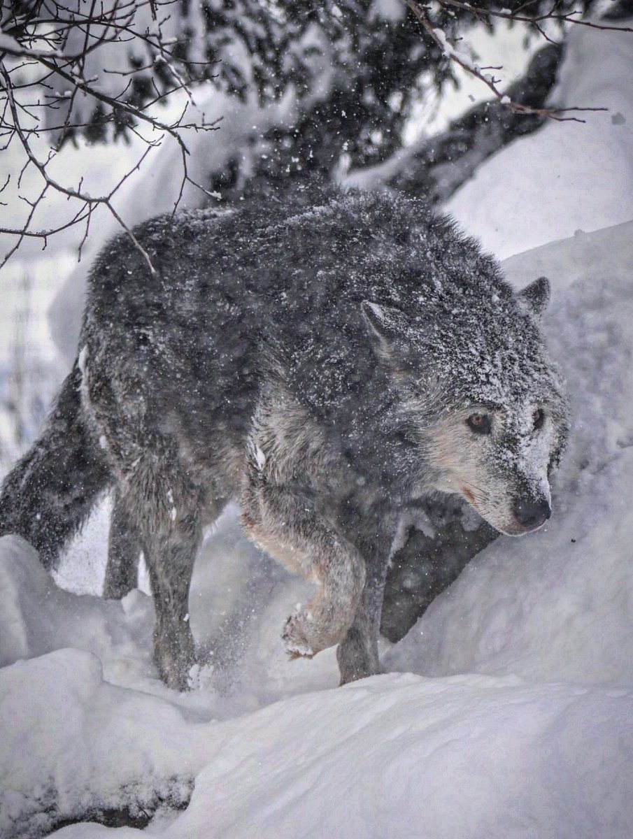 SwimShingo's tweet image. 粉雪舞う中のノチウ、元気そうで良かった😌
#シンリンオオカミ #旭山動物園  #wolf
