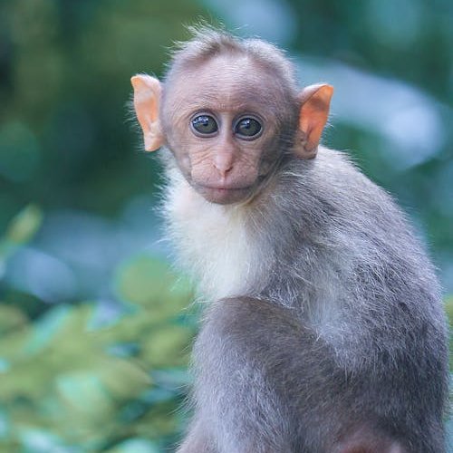 Bugün dünya maymun günü.
