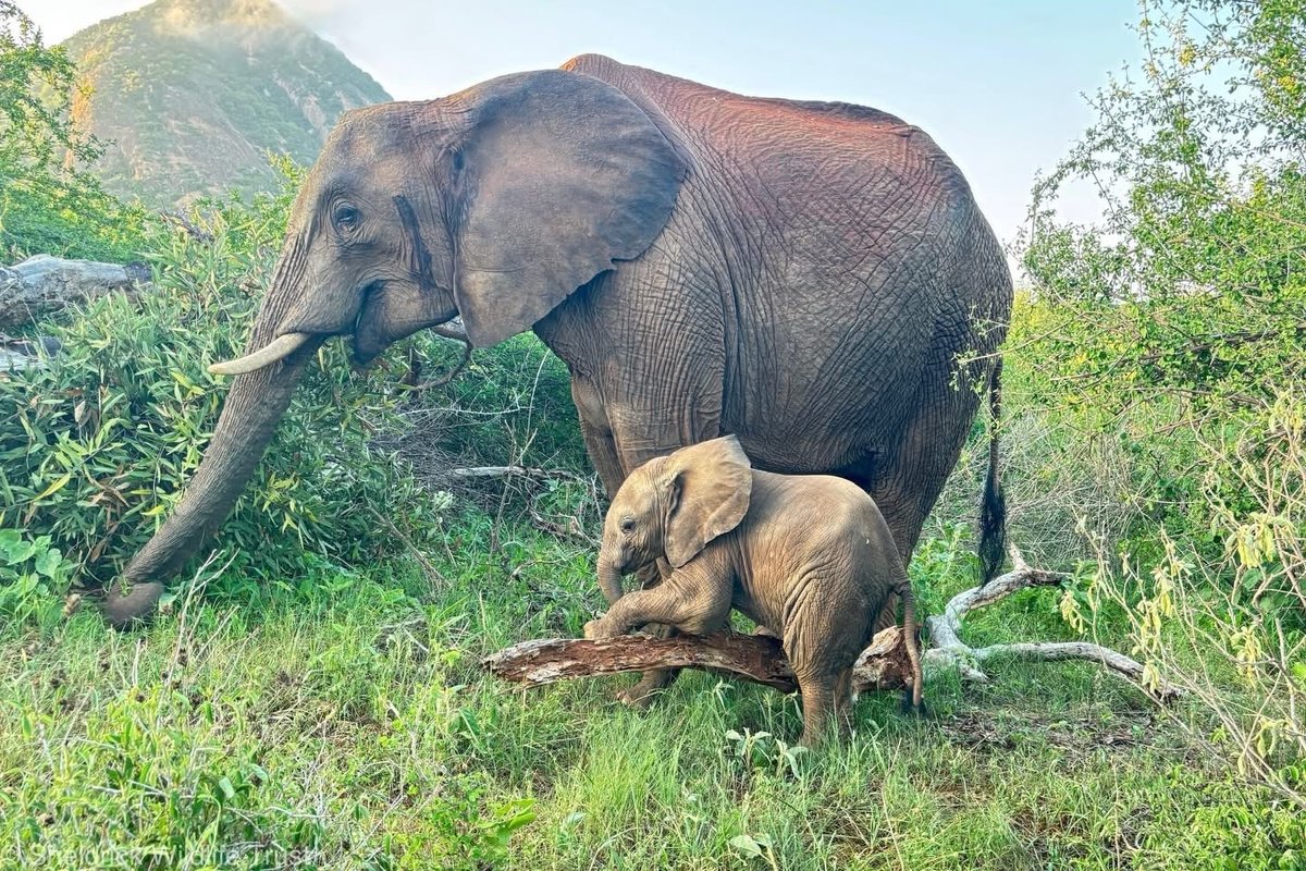 In August 2008, a skeletal calf arrived in our care in a state of collapse, skin hanging from her bones, cheeks sunken and gaunt, little life left in her eyes. She'd been without her mother for five days and became increasingly desperate, eventually wandering into the community
