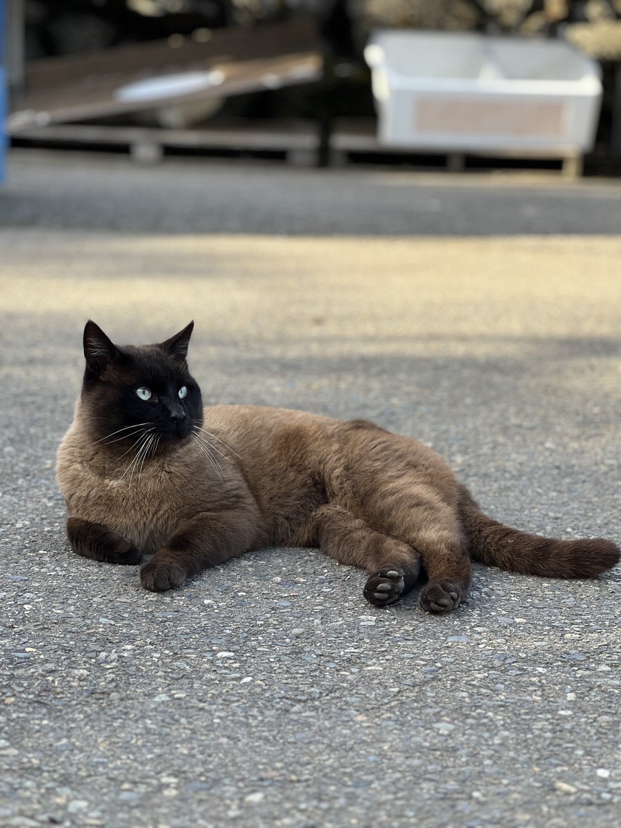 lynnepnw's tweet photo. One of our yard cats died this week and I am not doing well 😭 https://t.co/l8ePoeNhtN